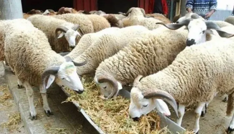 القطيع الوطني وإنتاج اللحوم